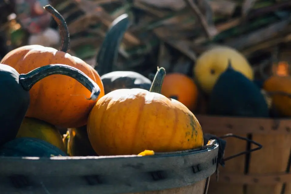 Small pumpkins and squash in a rustic basket