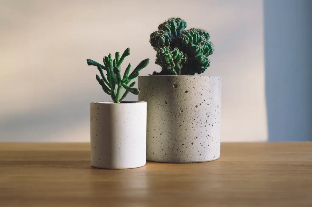 Two succulents in white ceramic pots on a wooden table